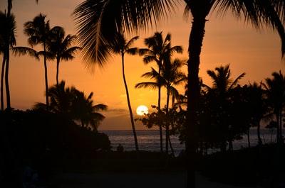 The coconut tree silhouette of the sunset
